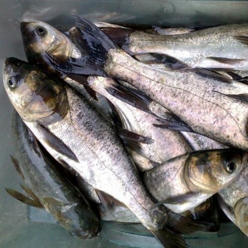 厂家供应淡水鱼花鲢 鲜活生态鲢鱼 优质鲜活水产品批